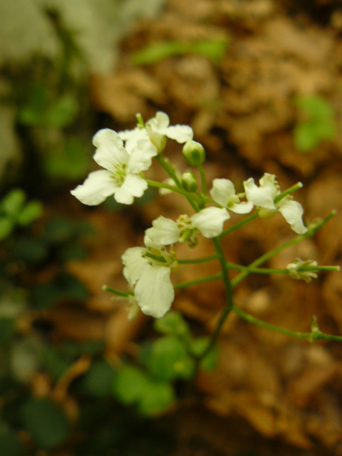 Cardamine trifolia